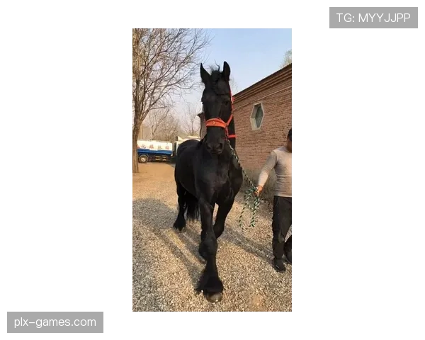富里睡醒发现自家马场又多了一匹新马，账单还没付清呢